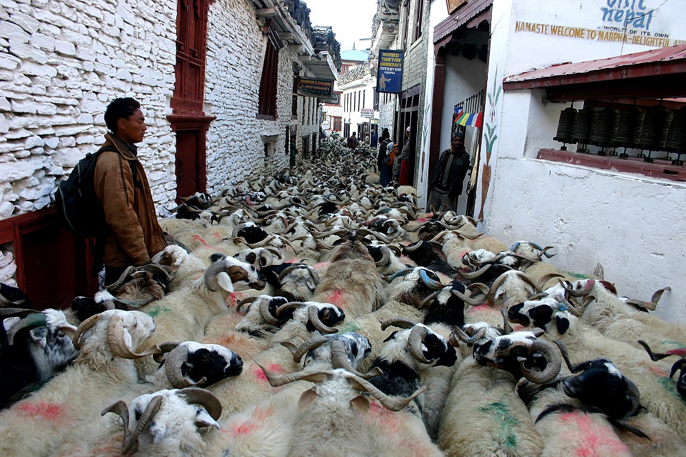 Annapurna Circuit_SBC_Trekker (19)