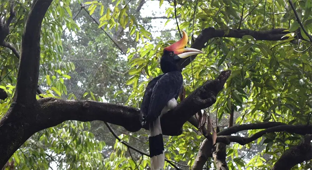 Bird-Watching-at-Chitwan-National-Park