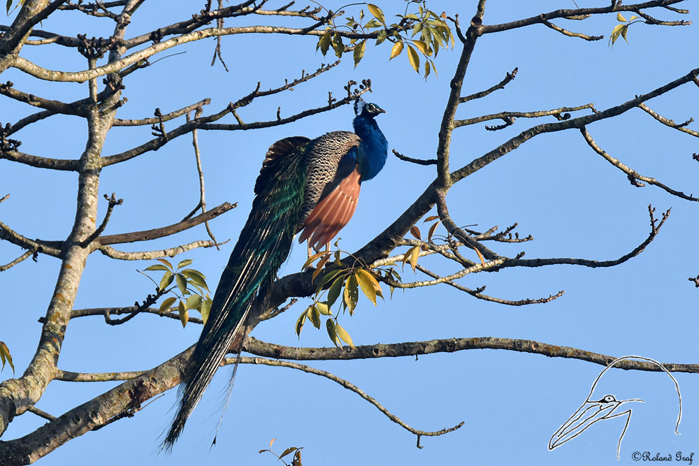 Chitwan natioanl park Nepal