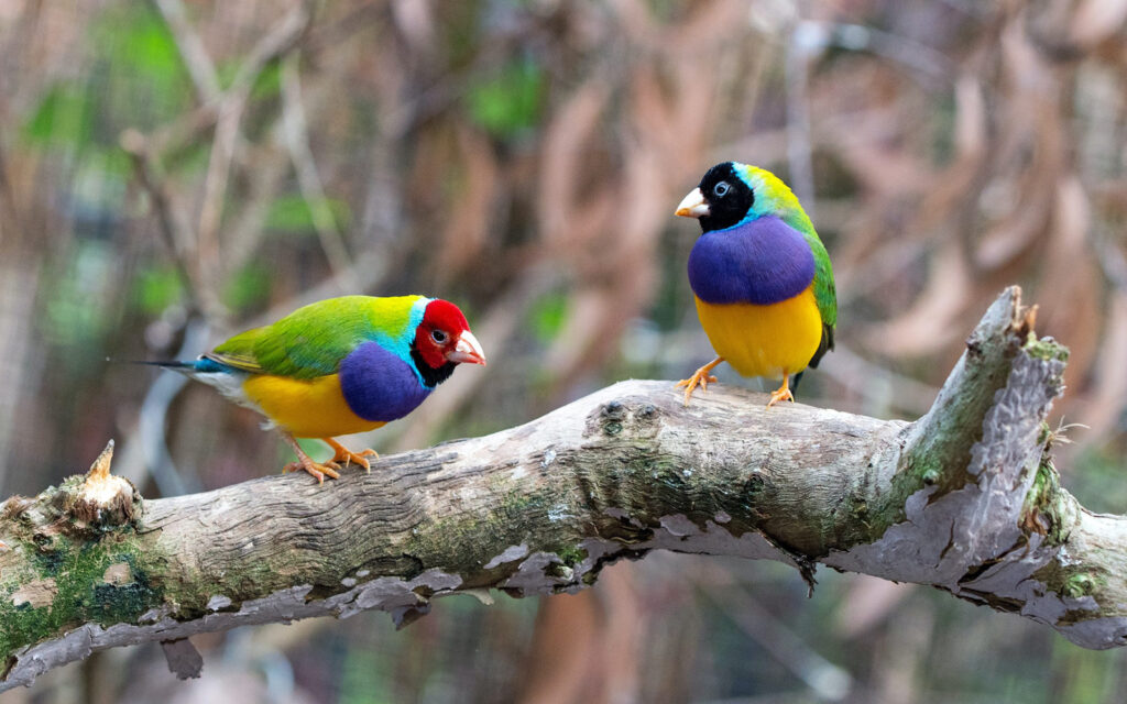 bird-watching-chitwan-national-park