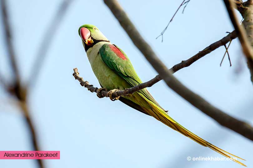 chitwan Parrot-13