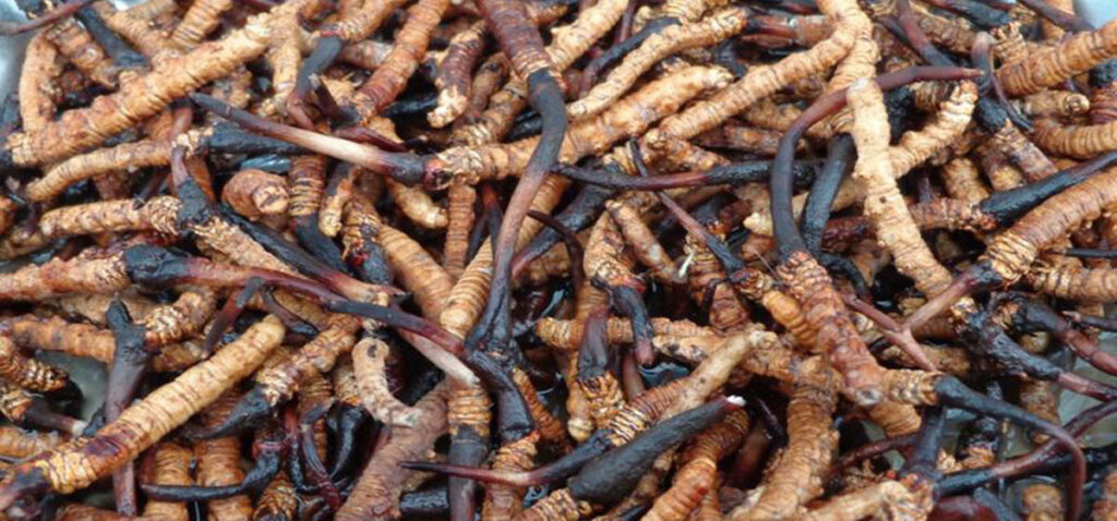yarsagumba-peg