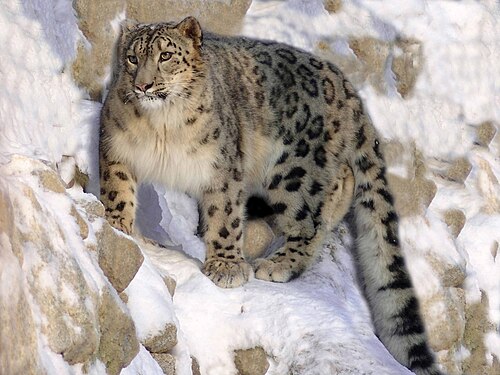 ネパールのユキヒョウ（スノーレパード）｜ヒマラヤに生きる幻の山岳ハンターと自然保護の物語