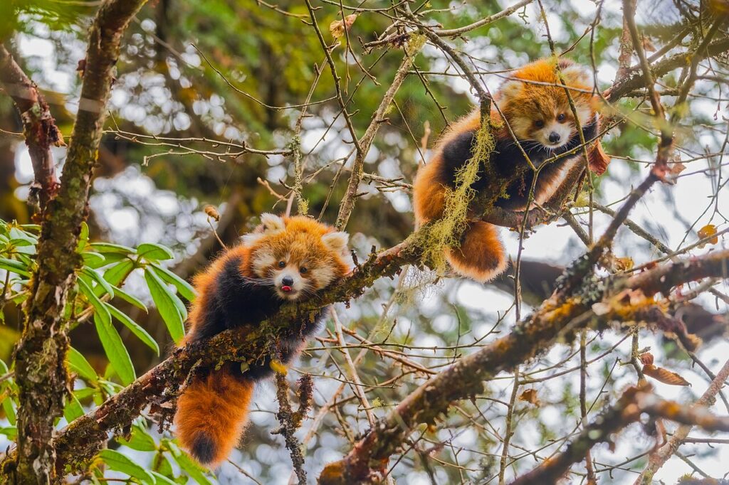 Two_Red_Panda_Cubs_in_the_Tree_01